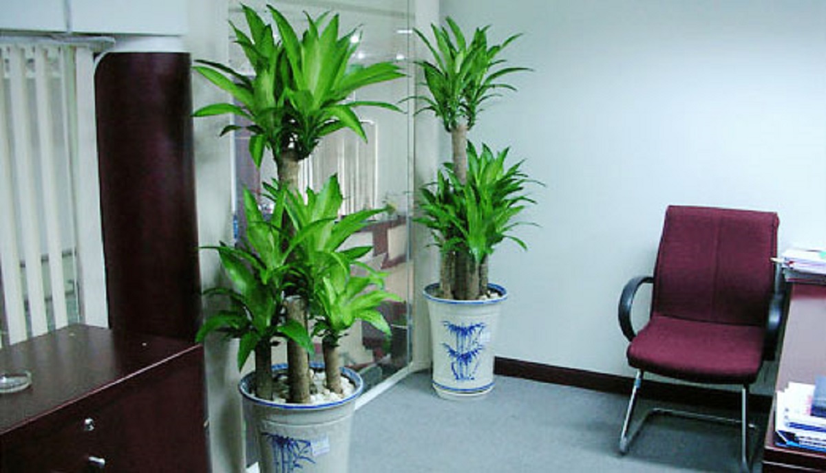 Cây Thiết Mộc Lan - cây cảnh phong thủy để phòng giám đốc