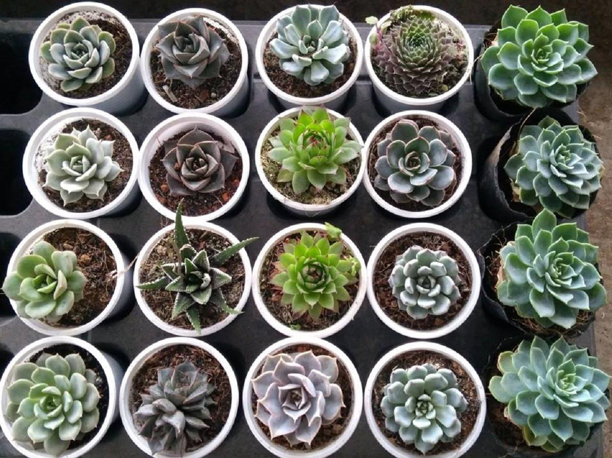 Cây sen đá - cây cảnh để trong phòng làm được dân văn phòng yêu thích